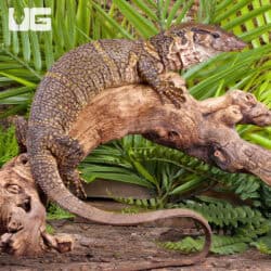 Dumerils Monitors (Varanus Dumerilii) For Sale - Underground Reptiles