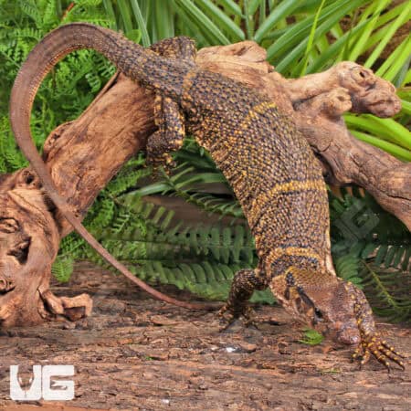 Dumerils Monitors (Varanus Dumerilii) For Sale - Underground Reptiles