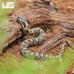 Baby Eastern Hognose Snakes (Heterodon platirhinos) For Sale - Underground Reptiles