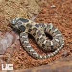 Baby Eastern Hognose Snakes (Heterodon platirhinos) For Sale - Underground Reptiles