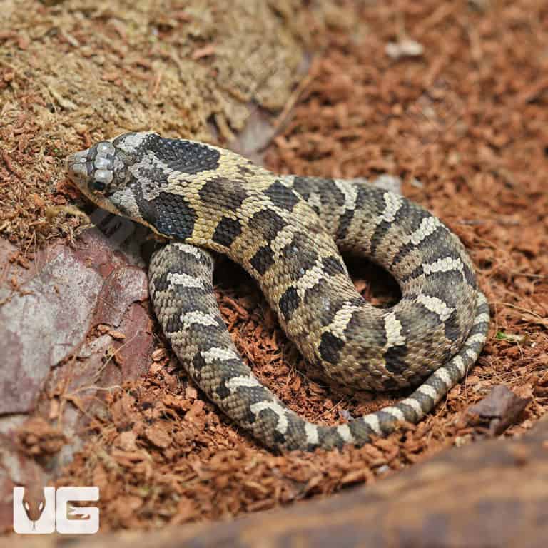 C.B. Baby Eastern Hognose Snake Underground Reptiles