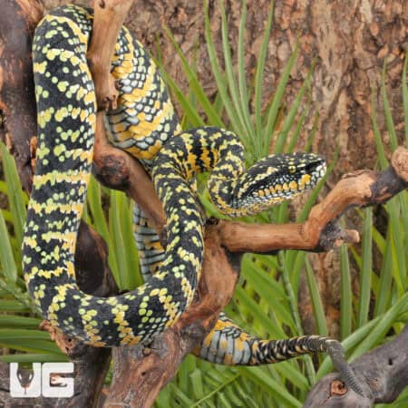 Sulawesi Wagler’s Vipers (Tropidolaemus wagleri) For Sale - Underground Reptiles