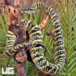 Sulawesi Wagler’s Vipers (Tropidolaemus wagleri) For Sale - Underground Reptiles