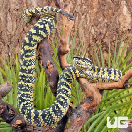 Sulawesi Wagler’s Vipers (Tropidolaemus wagleri) For Sale - Underground Reptiles