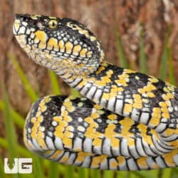 Sulawesi Wagler’s Vipers (Tropidolaemus wagleri) For Sale - Underground Reptiles