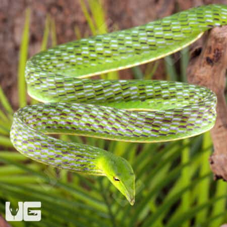 Vietnamese Vine Snakes For Sale - Underground Reptiles