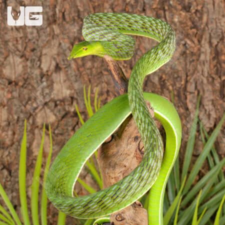 Vietnamese Vine Snakes For Sale - Underground Reptiles