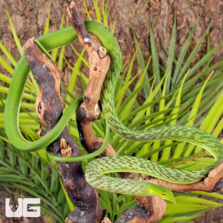 Vietnamese Vine Snakes For Sale - Underground Reptiles