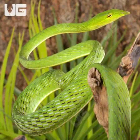 Vietnamese Vine Snakes For Sale - Underground Reptiles