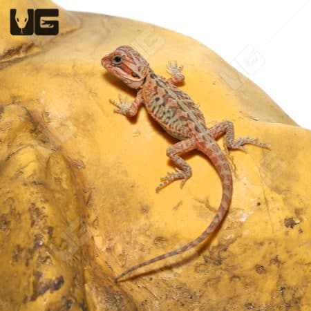Baby Hypo Translucent Leatherback Bearded Dragons (Pogona vitticeps) For Sale - Underground Reptiles