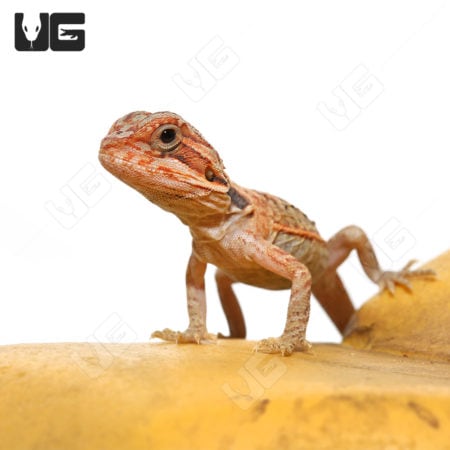 Baby Hypo Translucent Leatherback Bearded Dragons (Pogona vitticeps) For Sale - Underground Reptiles