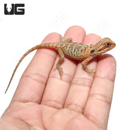 Baby Hypo Translucent Leatherback Bearded Dragons (Pogona vitticeps) For Sale - Underground Reptiles