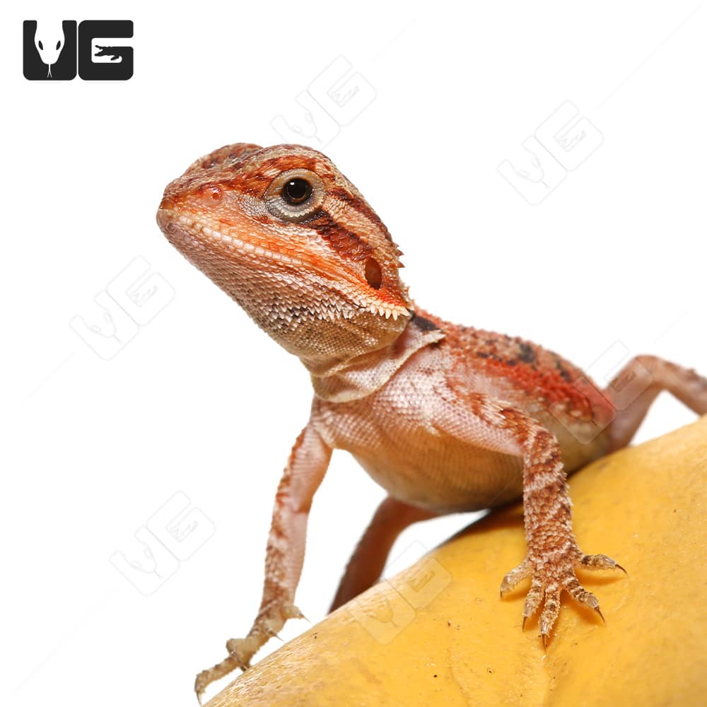 Bearded Dragon Leatherback - Pogona vitticeps - The Tye-Dyed Iguana -  Reptiles and Reptile Supplies in St. Louis.