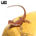 Inferno Translucent Bearded Dragons (Pogona vitticeps) For Sale - Underground Reptiles