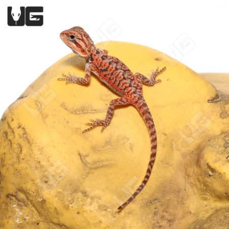 Inferno Translucent Bearded Dragons (Pogona vitticeps) For Sale - Underground Reptiles