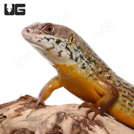 Major Skinks (Bellatorias frerei) For Sale - Underground Reptiles