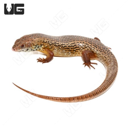 Major Skinks (Bellatorias frerei) For Sale - Underground Reptiles