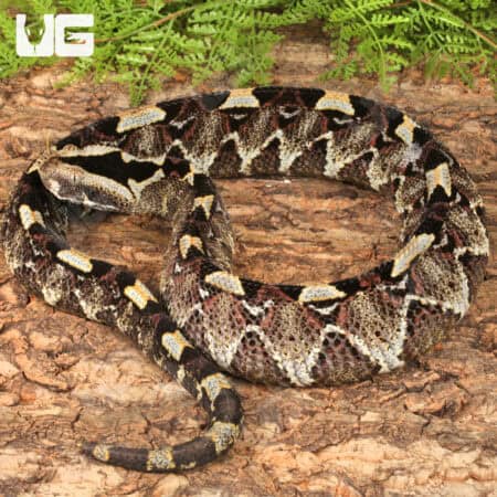 Rhino Vipers (Bitis nasicornis) For Sale - Underground Reptiles