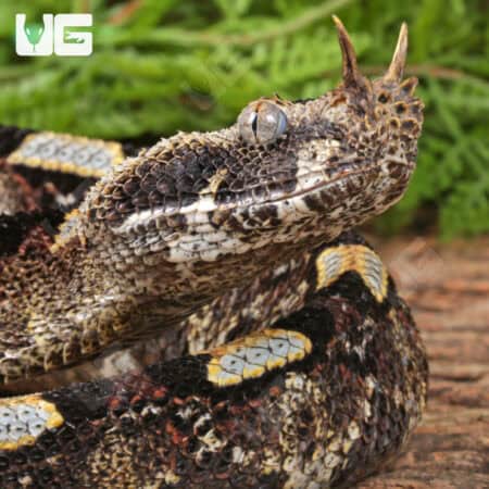 Rhino Vipers (Bitis nasicornis) For Sale - Underground Reptiles
