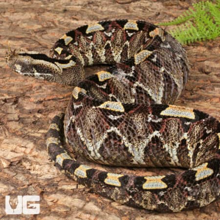 Rhino Vipers (Bitis nasicornis) For Sale - Underground Reptiles