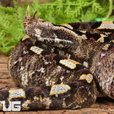 Rhino Vipers (Bitis nasicornis) For Sale - Underground Reptiles