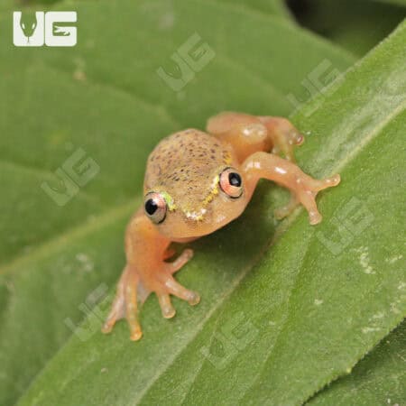 Starry Night Reed Frog (Hyperolius Sp) For Sale - Underground Reptiles