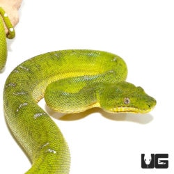 Aberrant Juvenile Emerald Tree Boas For Sale - Underground Reptiles