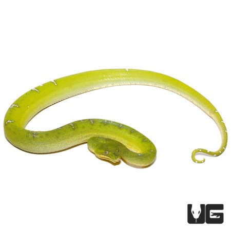 Aberrant Juvenile Emerald Tree Boas For Sale - Underground Reptiles
