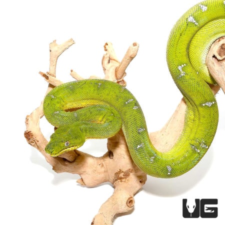 Aberrant Juvenile Emerald Tree Boas For Sale - Underground Reptiles