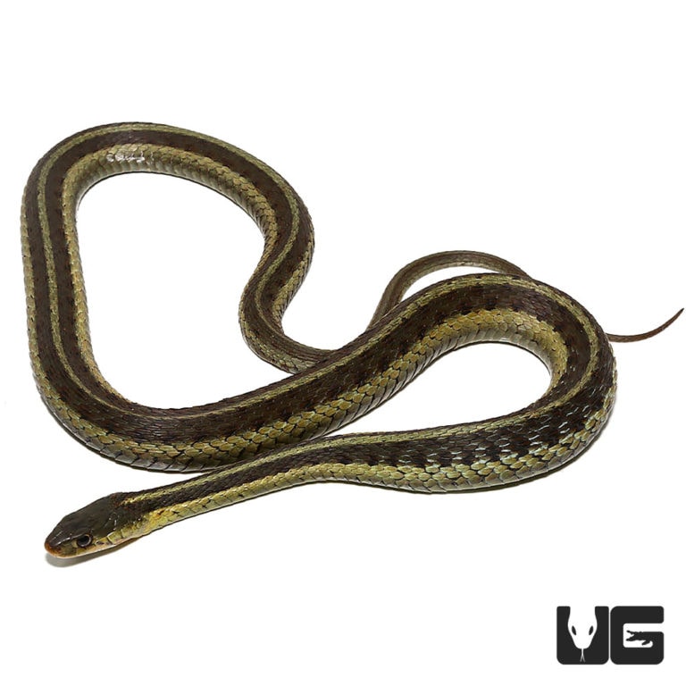 Eastern Garter Snakes For Sale - Underground Reptiles