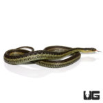 Adult Eastern Garter Snakes For Sale - Underground Reptiles