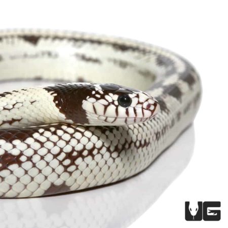 Adult Aberrant California Kingsnakes For Sale - Underground Reptiles