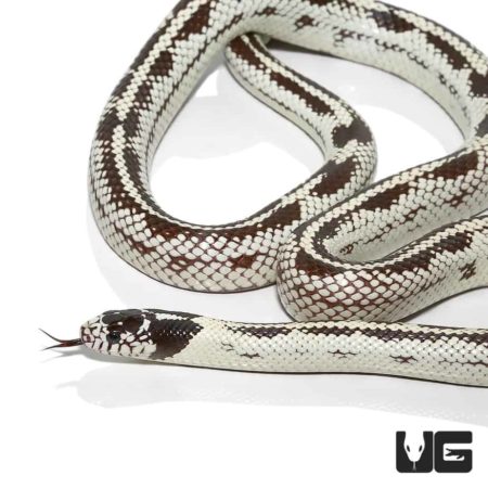 Adult Aberrant California Kingsnakes For Sale - Underground Reptiles