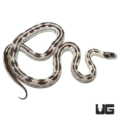 Adult Aberrant California Kingsnakes For Sale - Underground Reptiles