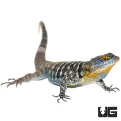 Adult Baja Blue Rock Lizards For Sale - Underground Reptiles