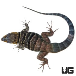 Adult Baja Blue Rock Lizards For Sale - Underground Reptiles