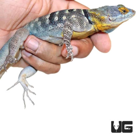 Adult Baja Blue Rock Lizards For Sale - Underground Reptiles