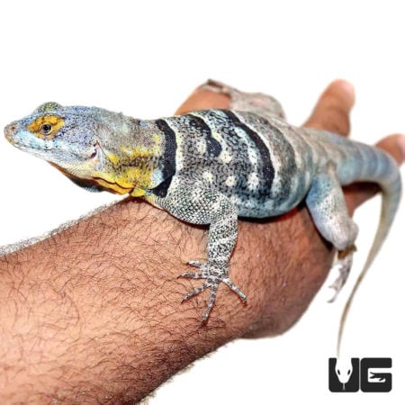 Adult Baja Blue Rock Lizards For Sale - Underground Reptiles