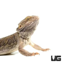 Adult Bearded Dragon For Sale - Underground Reptiles