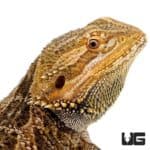 Adult Bearded Dragon For Sale - Underground Reptiles