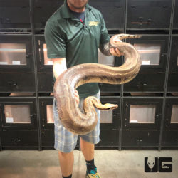 Adult Blood Python For Sale - Underground Reptiles