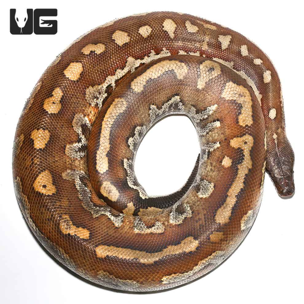 Sub-Adult Sumatran Blood Python - Underground Reptiles