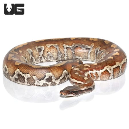 Sumatran Blood Pythons (Python brongersmai) For Sale - Underground Reptiles