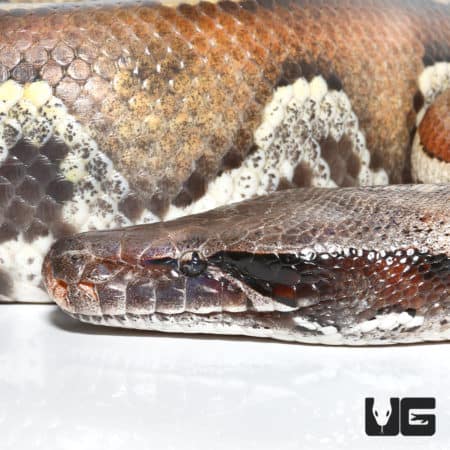 Sumatran Blood Pythons (Python brongersmai) For Sale - Underground Reptiles