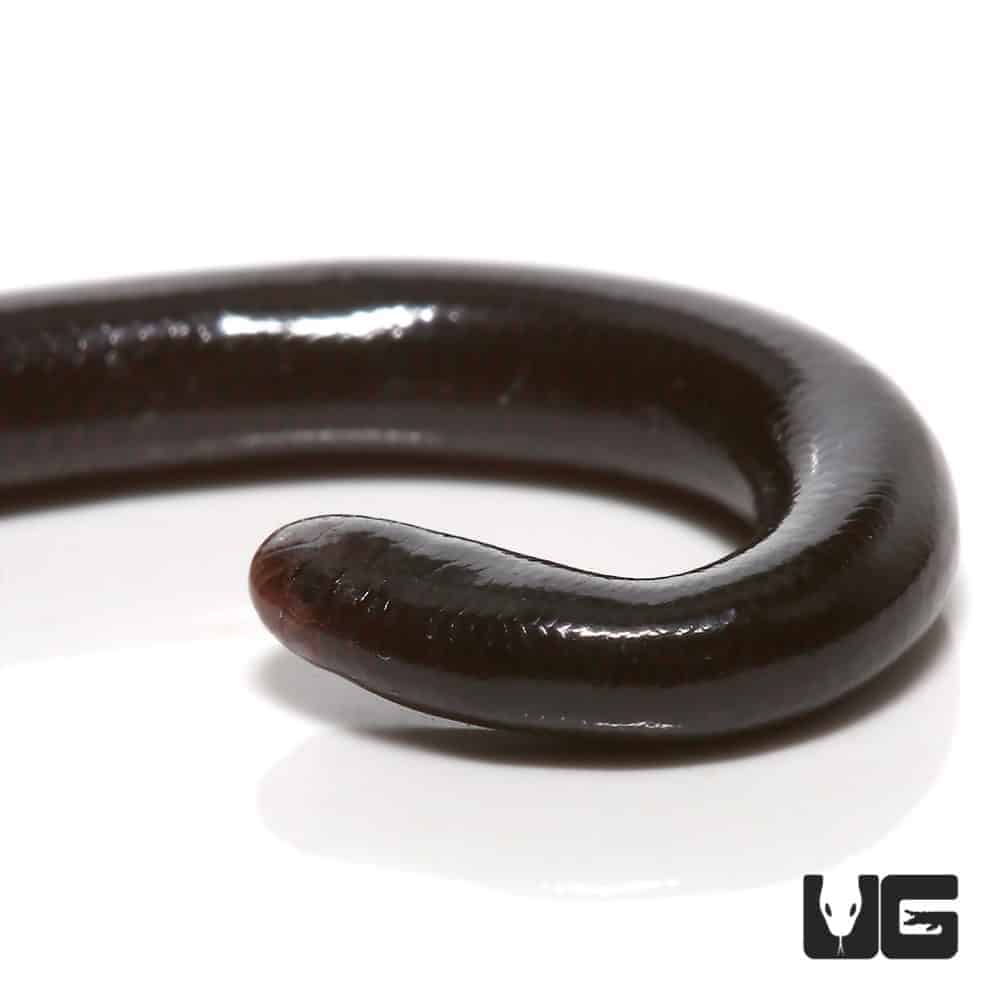 Brahiminy Blind Snakes (Indotyphlops braminus) For Sale Underground