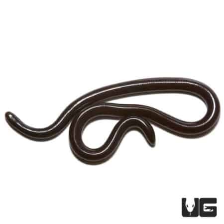 Close-up of a Brahminy Blind Snake, a small, shiny, dark-colored snake species.