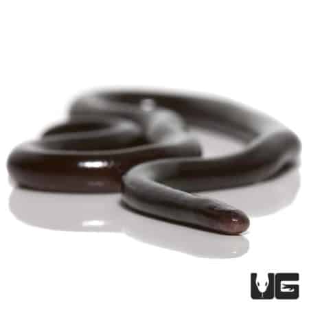 Brahiminy Blind Snakes (Indotyphlops braminus) For Sale - Underground Reptiles