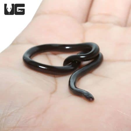 Close-up of a Brahminy Blind Snake on a person's hand, showcasing its shiny black scales.