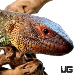 Adult Caiman Lizard For Sale - Underground Reptiles