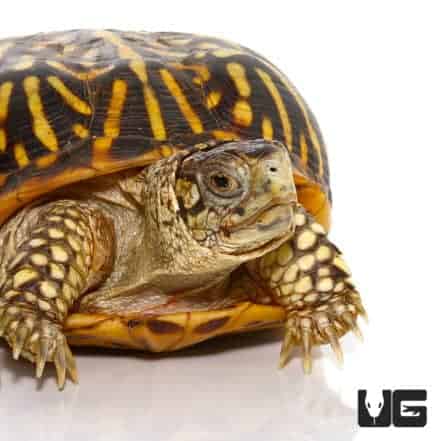 Adult Desert Ornate Box Turtle - Underground Reptiles